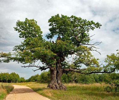 Polski dąb zostanie "Europejskim Drzewem Roku 2021"? Trwa głosowanie
