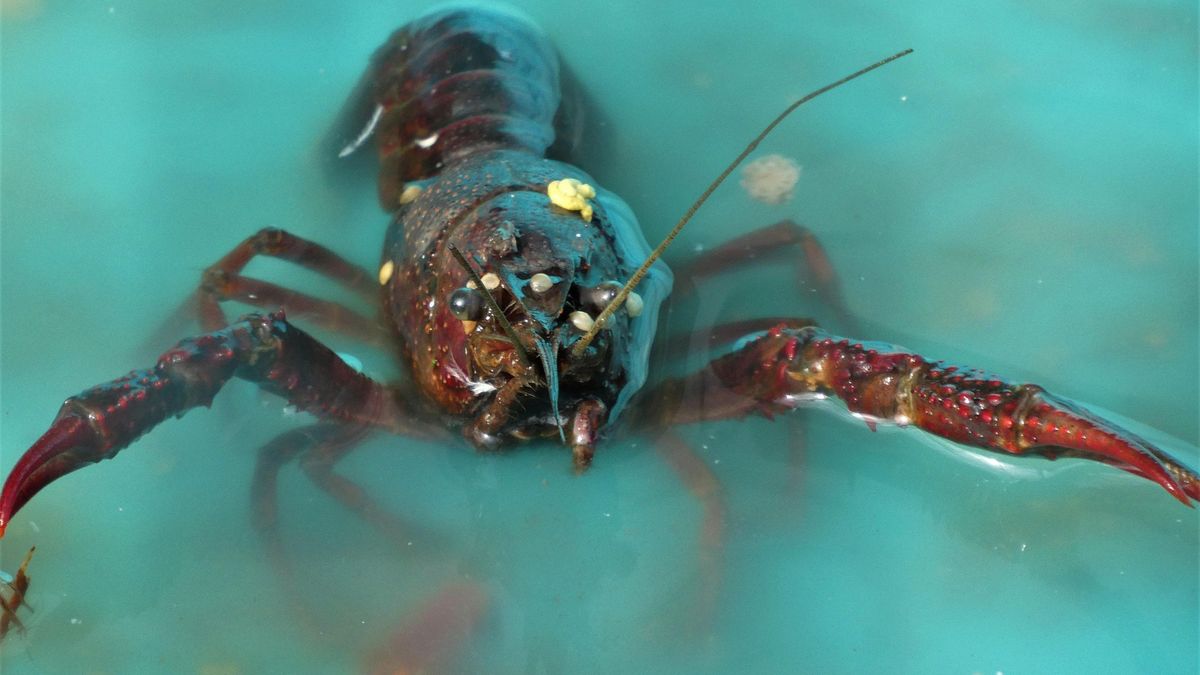 Czy homary są nieśmiertelne?