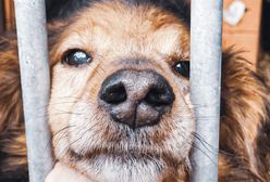 Azyl dla zwierząt walczy o przetrwanie. Możesz pomóc!