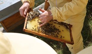 Skończy się podrabianie. Od 1 kwietnia duże zmiany na etykietach