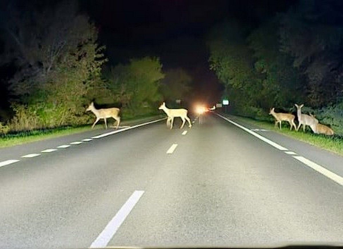 Lubartów: Policja apeluje o ostrożność. Dwa zdarzenia ze zwierzętami na drogach powiatu