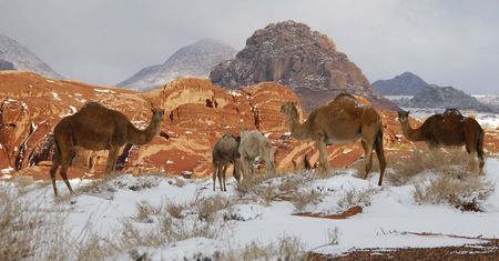 Arabia Saudyjska. Wielbłądy brodzą w śniegu