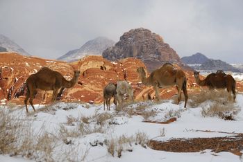Arabia Saudyjska. Wielbłądy brodzą w śniegu