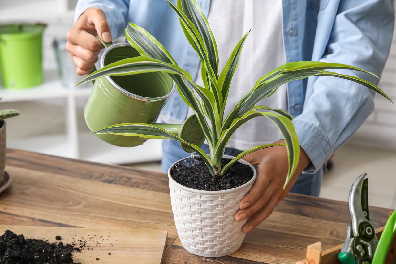 How to tackle the menace of fungus gnats in your home