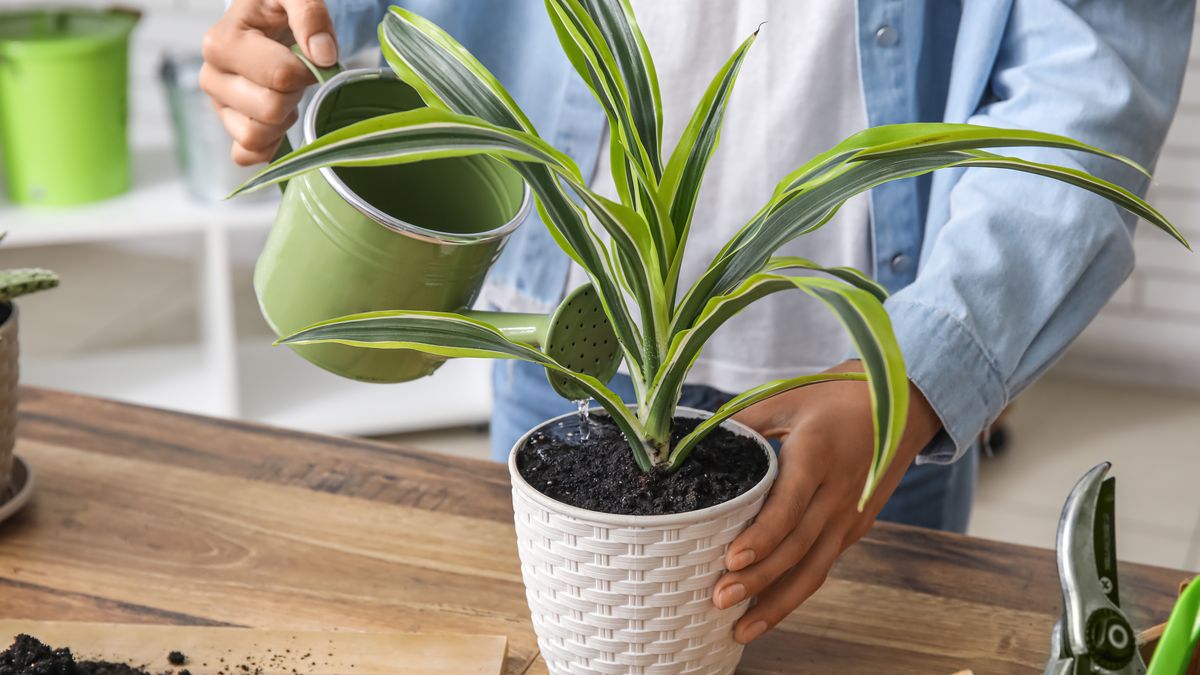 Jak pozbyć się ziemiórek?