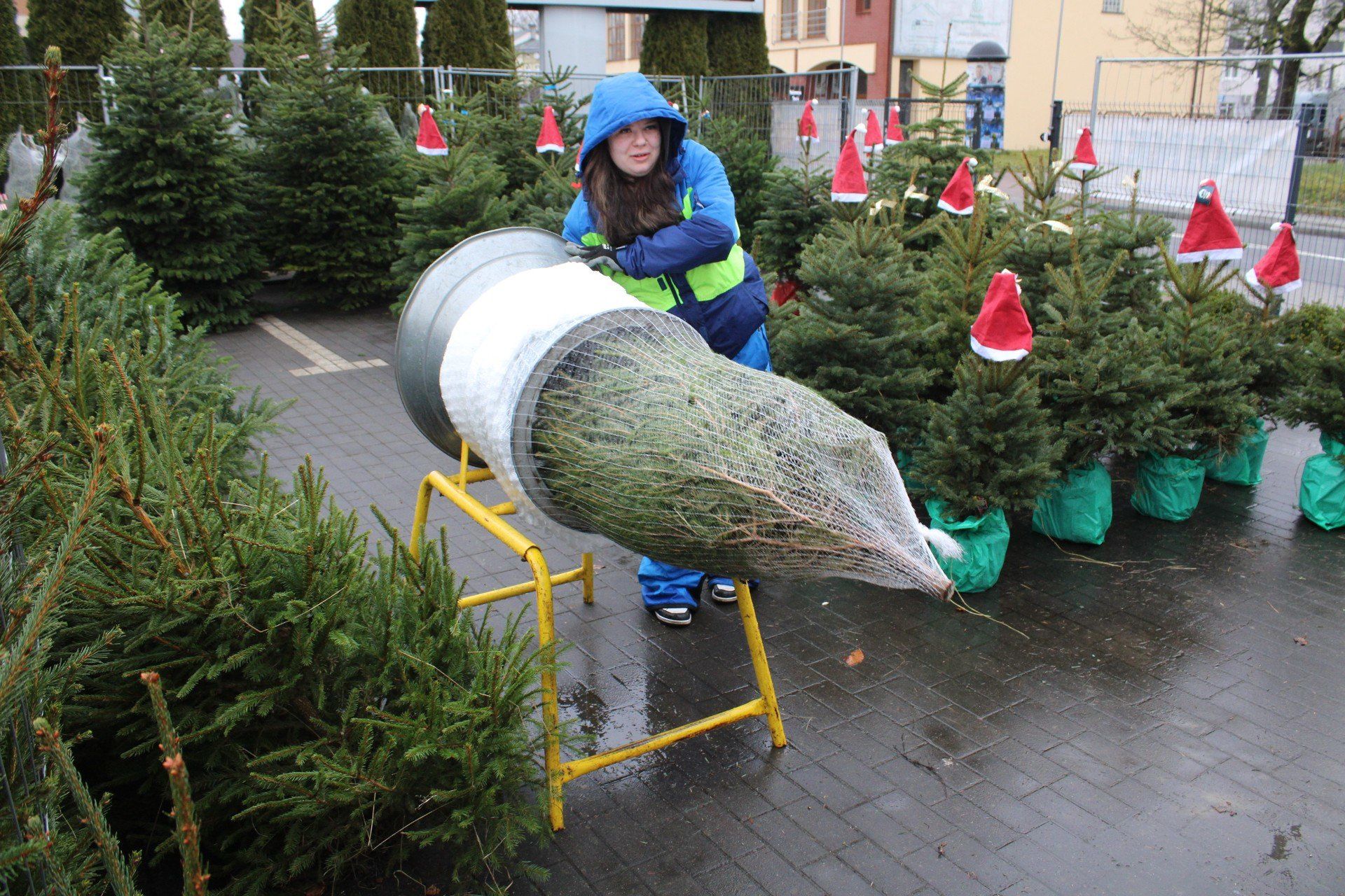 RUSZYŁA SPRZEDAŻ CHOINEK