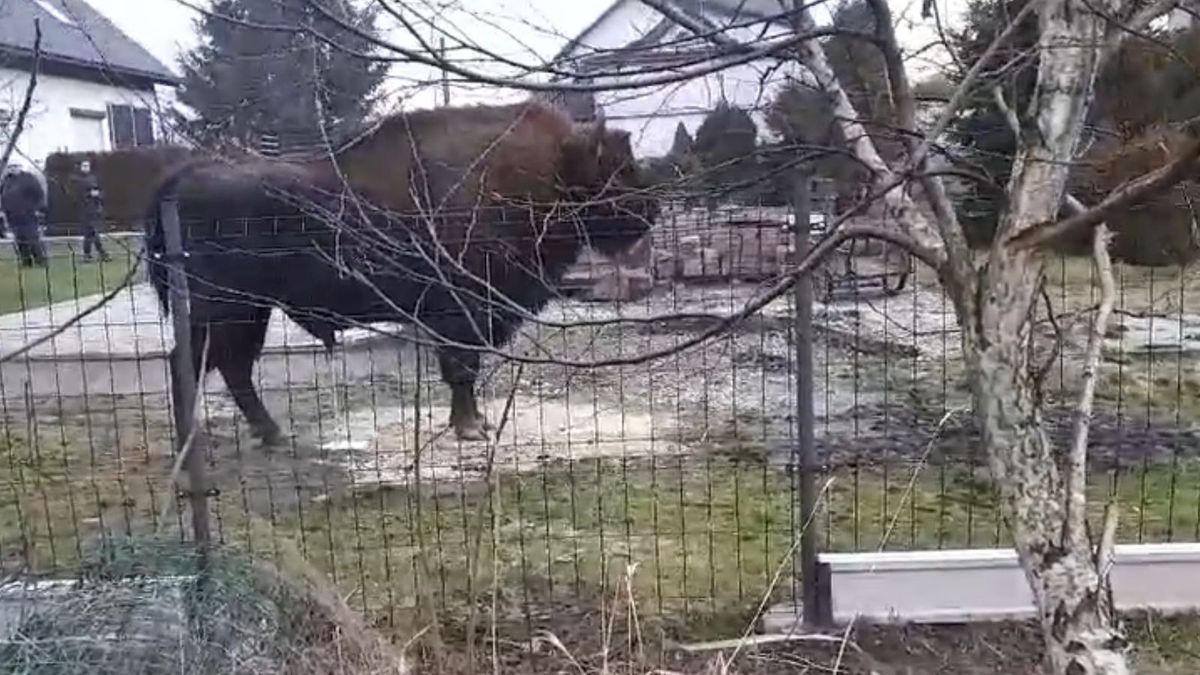 Nagle wyrósł przed nią żubr. Ludzie złapali za telefony 