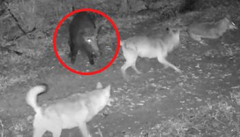 Trzy wilki. I nagle pojawił się dzik. Ale sceny w lesie