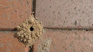 Nie potrzeba specjalnych środków. Tak pozbędziesz się mrówek