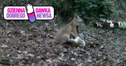 Liski bawiły się w lesie. Nagle jeden zauważył kamerę