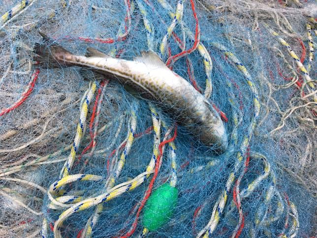 Nie dość, że jest ich mniej, to zmniejsza się również średnia masa dorszy. W ciągu 6 lat nawet o 30 proc.