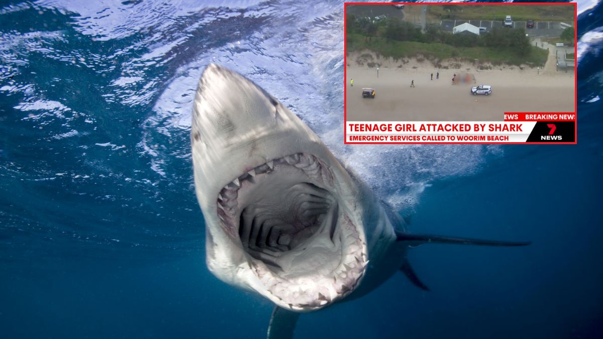 Kolejny atak rekina w Australii