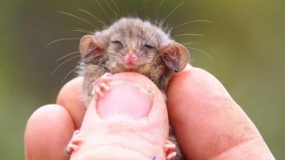 Opos karłowaty miał dużo szczęścia. Przetrwał pożary w Australii 1