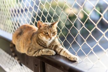 Chcesz wypuścić kota na balkon? Zobacz, ile kosztuje profesjonalna siatka z montażem