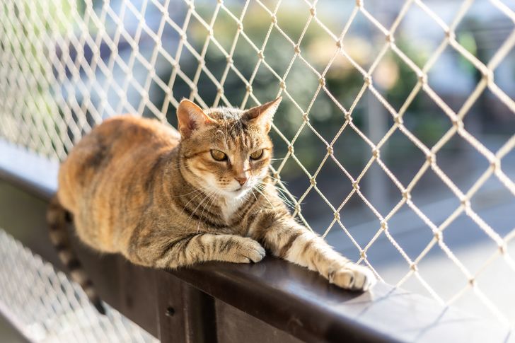Chcesz wypuścić kota na balkon? Zobacz, ile kosztuje profesjonalna siatka z montażem