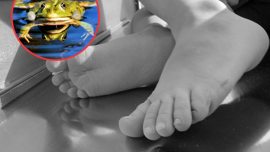 2-latek zjadł ropuchę. Dziecko nie przeżyło