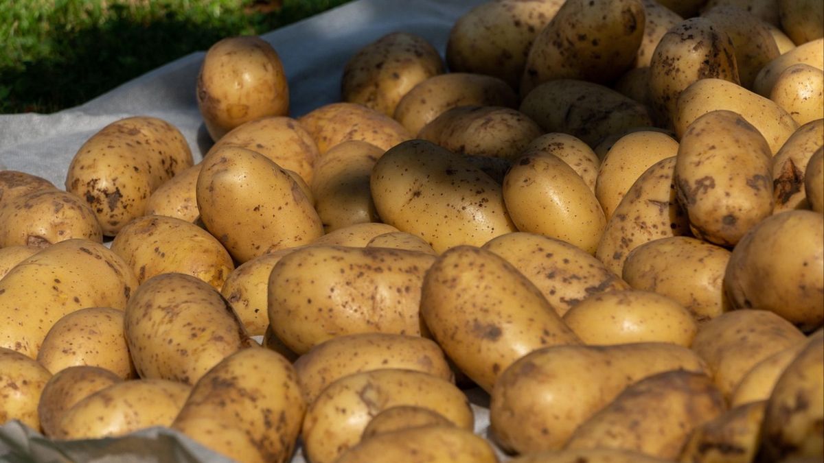 Skąd Polska importuje ziemniaki? Niemcy liderem rankingu