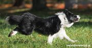 Dlaczego border collie ucieka z domu?