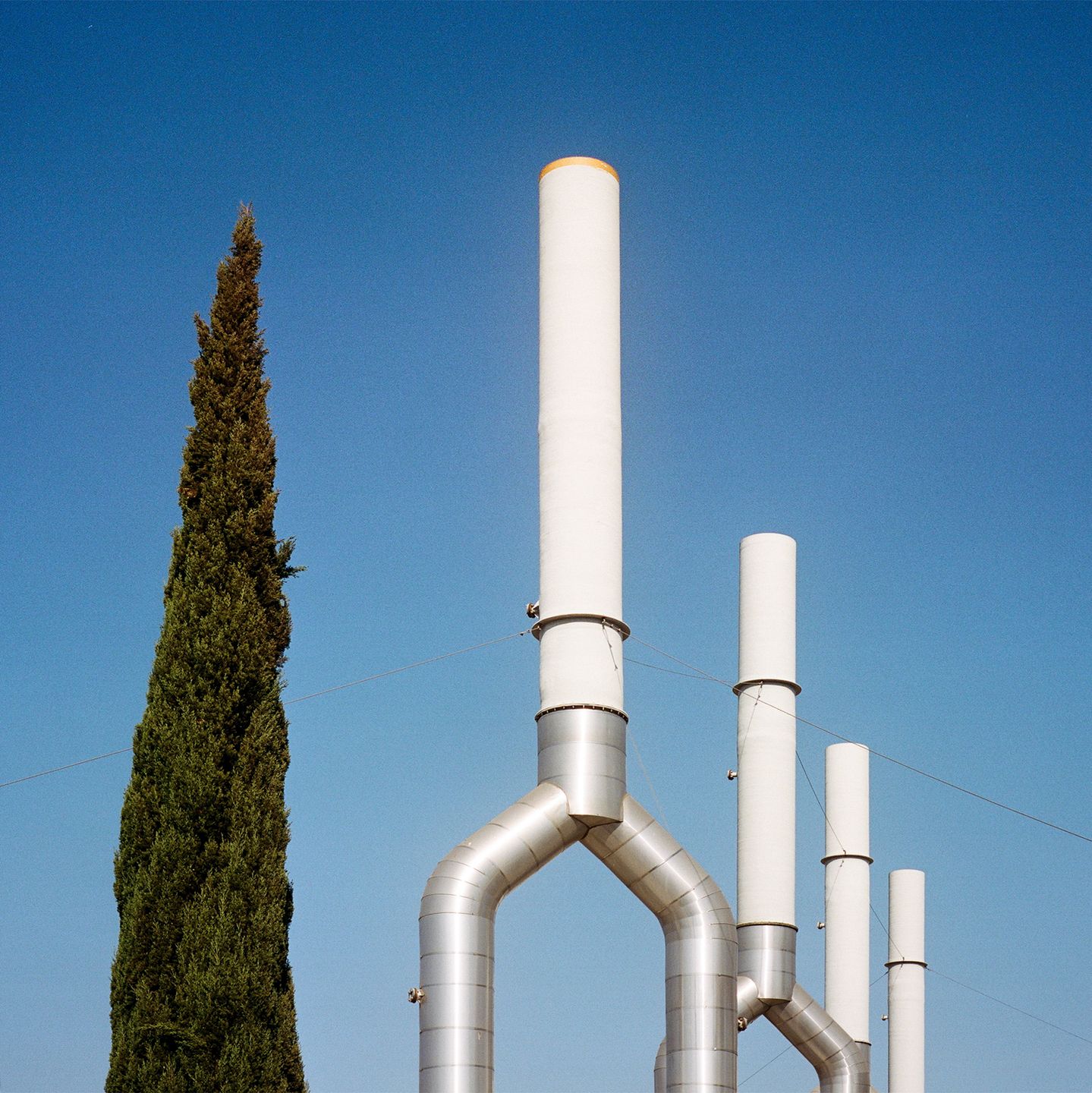 “A Tree Grows In…” to projekt kalifornijskiej fotografki. który przedstawia rośliny w nietypowych miejscach 4