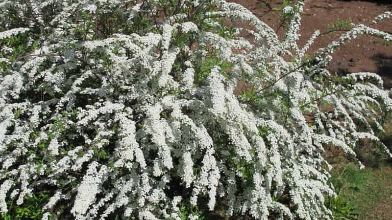 Tawuła norweska Grefsheim (Spiraea cinerea) - uprawa, pielęgnacja cięcie, porady