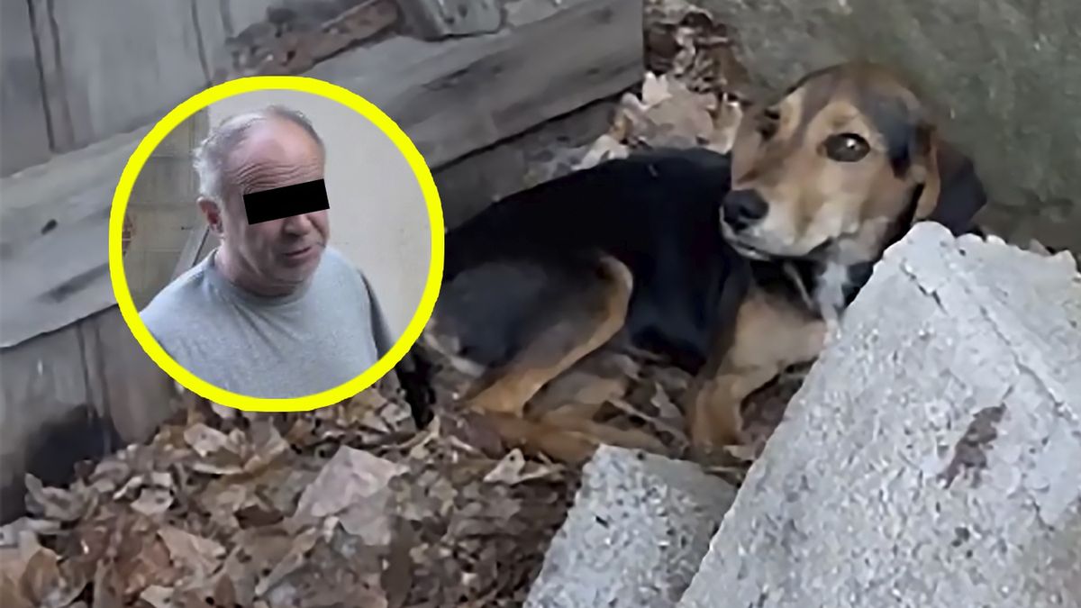 62-latek bestialsko skatował 3-miesięcznego szczeniaka