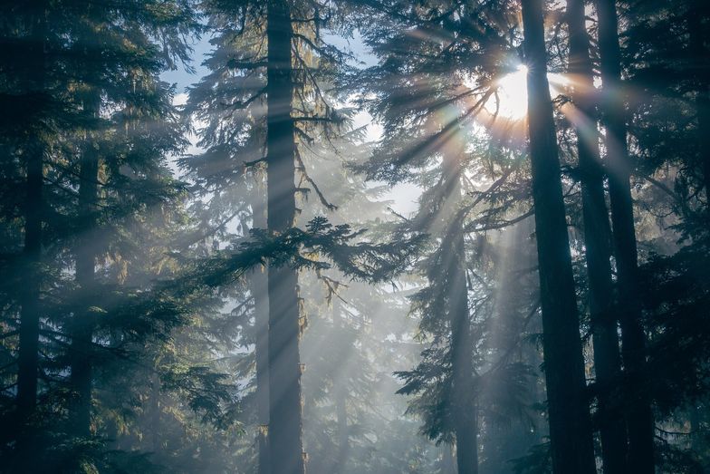 Pochłanianie dwutlenku węgla przez lasy - to polski pomysł na walkę ze zmianami klimatycznymi. Mają w tym pomóc leśne gospodarstwa