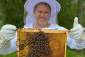 Steve Backshall i sekretne życie pszczół