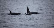 Hiszpania. Agresywne orki atakują żeglarzy i uszkadzają statki