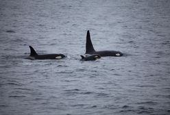 Hiszpania. Agresywne orki atakują żeglarzy i uszkadzają statki