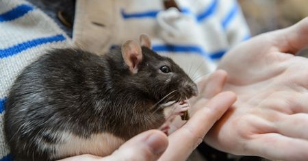 Nowy wirus odzwierzęcy. Pierwsze zakażenie w Niemczech