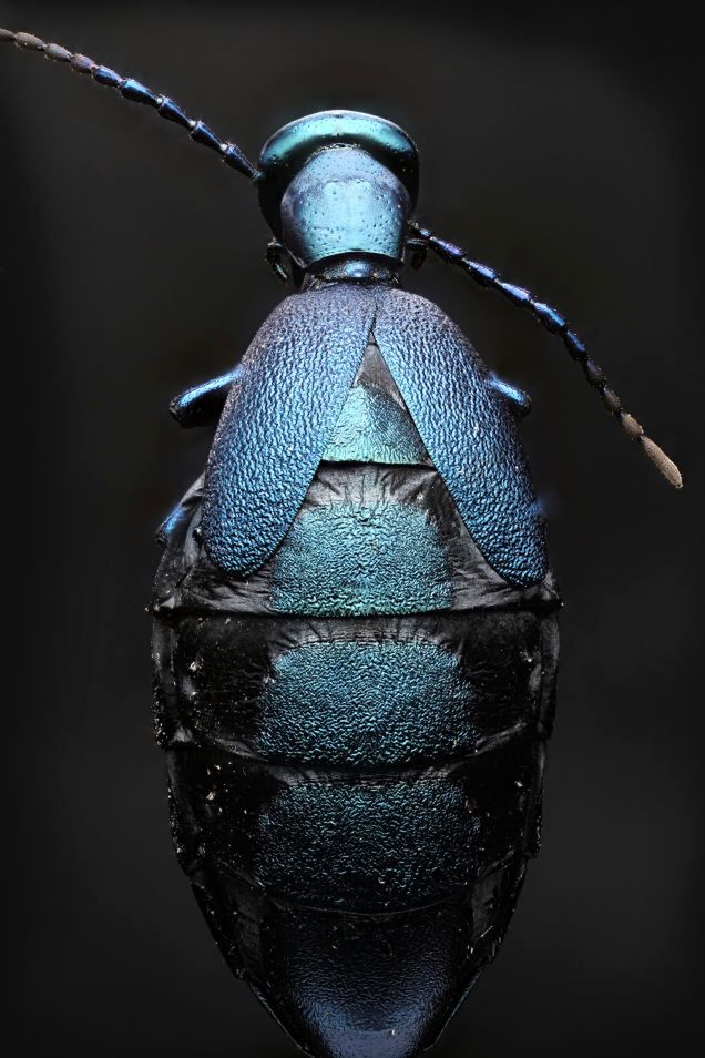 Macropod - ekstremalne narzędzie do fotografii makro 4