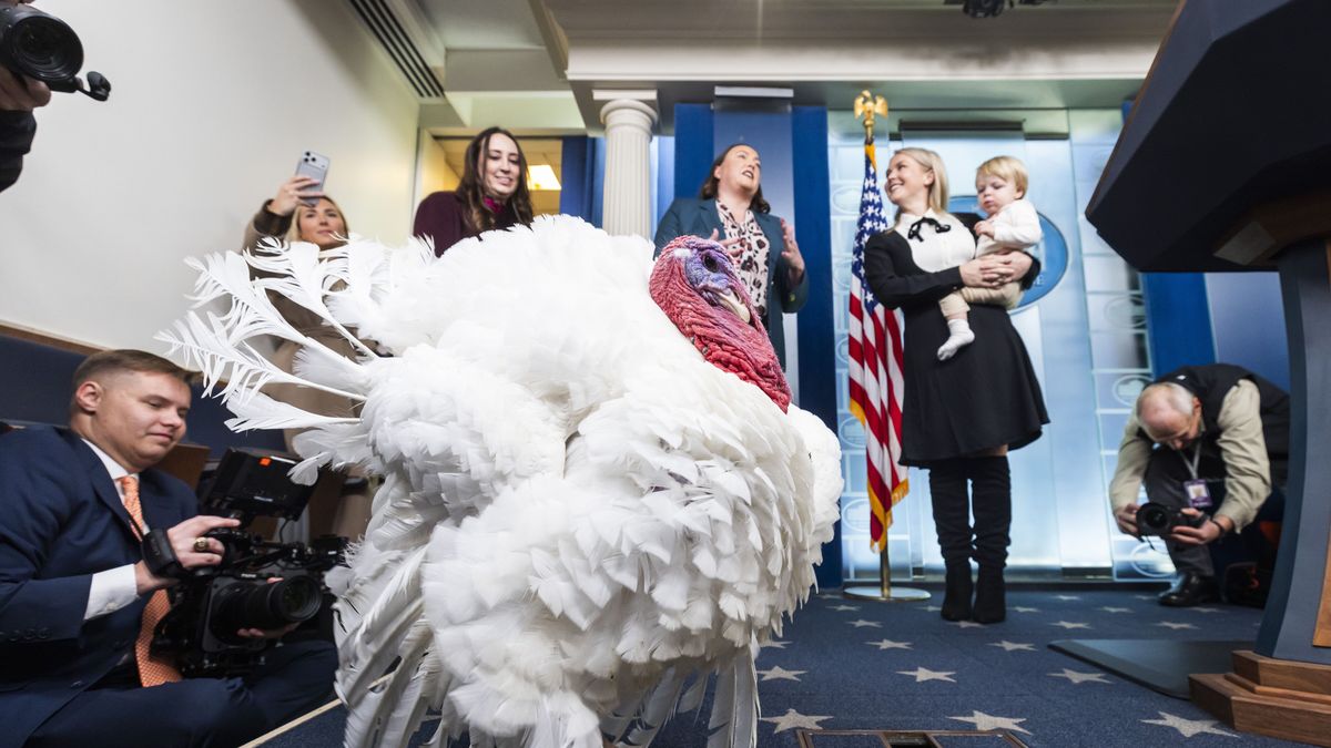 A turkey named Waddle, set to be pardoned by US President Donald Trump, gets a tour of the Press Briefing Room at the White House in Washington, DC, USA, 25 November 2025. The annual White House tradition of pardoning a Thanksgiving turkey dates back to 1989, when President George H.W. Bush pardoned a turkey in the Rose Garden. EPA/JIM LO SCALZO Dostawca: PAP/EPA.