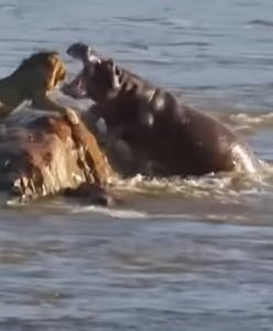 Lew kontra hipopotam. Niespodziewany zwycięzca