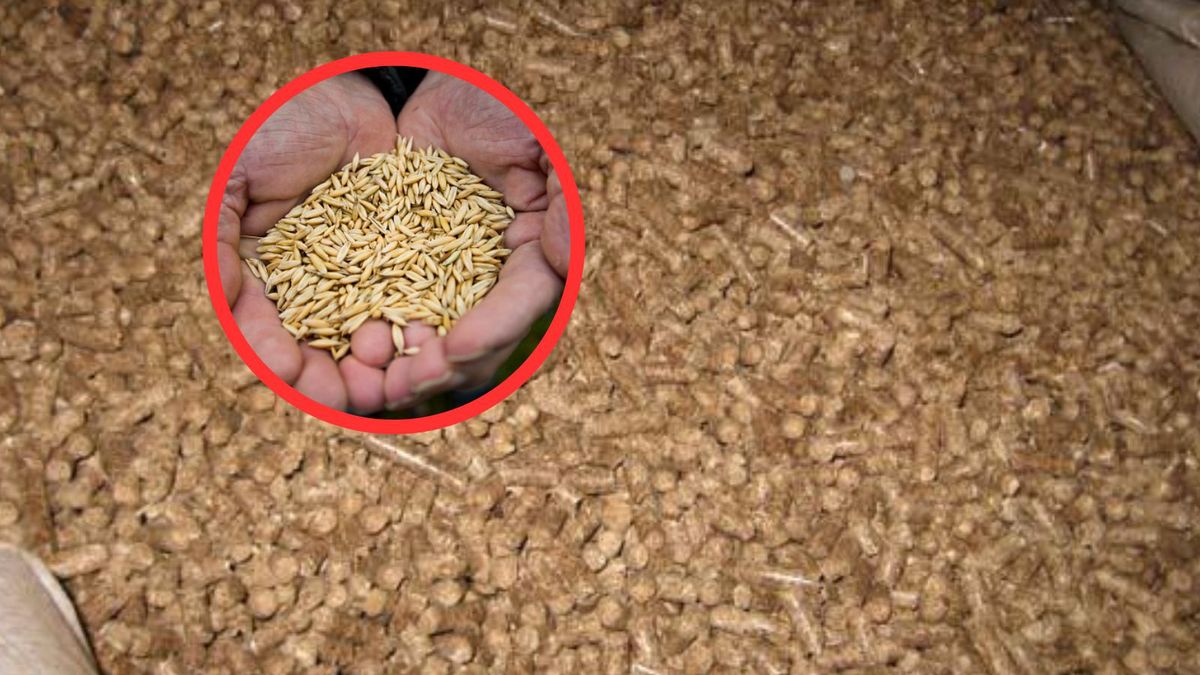 Dodaje do pelletu. Eksperci nie zostawiają suchej nitki