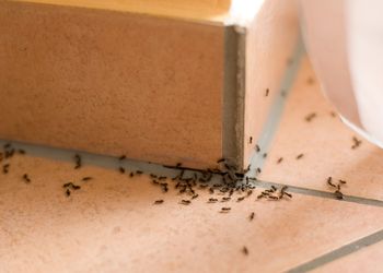 Spryskaj tym wejście do domu. Zapomnisz o mrówkach i pająkach