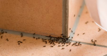 Spryskaj tym wejście do domu. Zapomnisz o mrówkach i pająkach