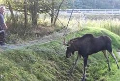 A1. Łoś spacerował po autostradzie