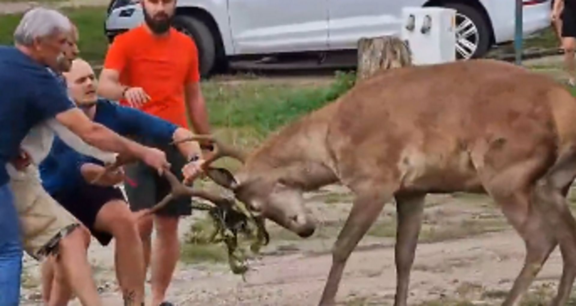 Jest bardzo agresywny. Uprzykrza życie w Zakopanem