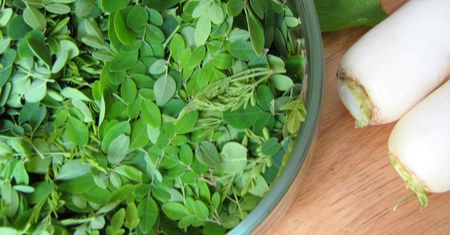 Gotowana moringa olejodajna z dodatkiem soli, odsączona