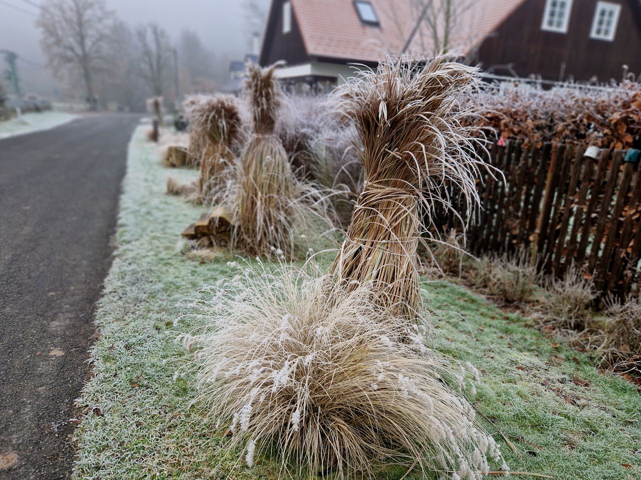 Masz trawy ozdobne w ogrodzie? Zrób to przed zimą