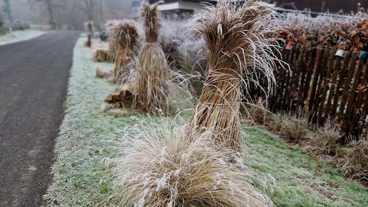 Jak zabezpieczyć trawy ozdobne na zimę?
