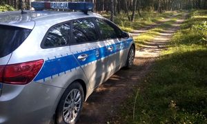 Zbierał jagody w lesie. Szybko tego pożałował. Wrócił z mandatem