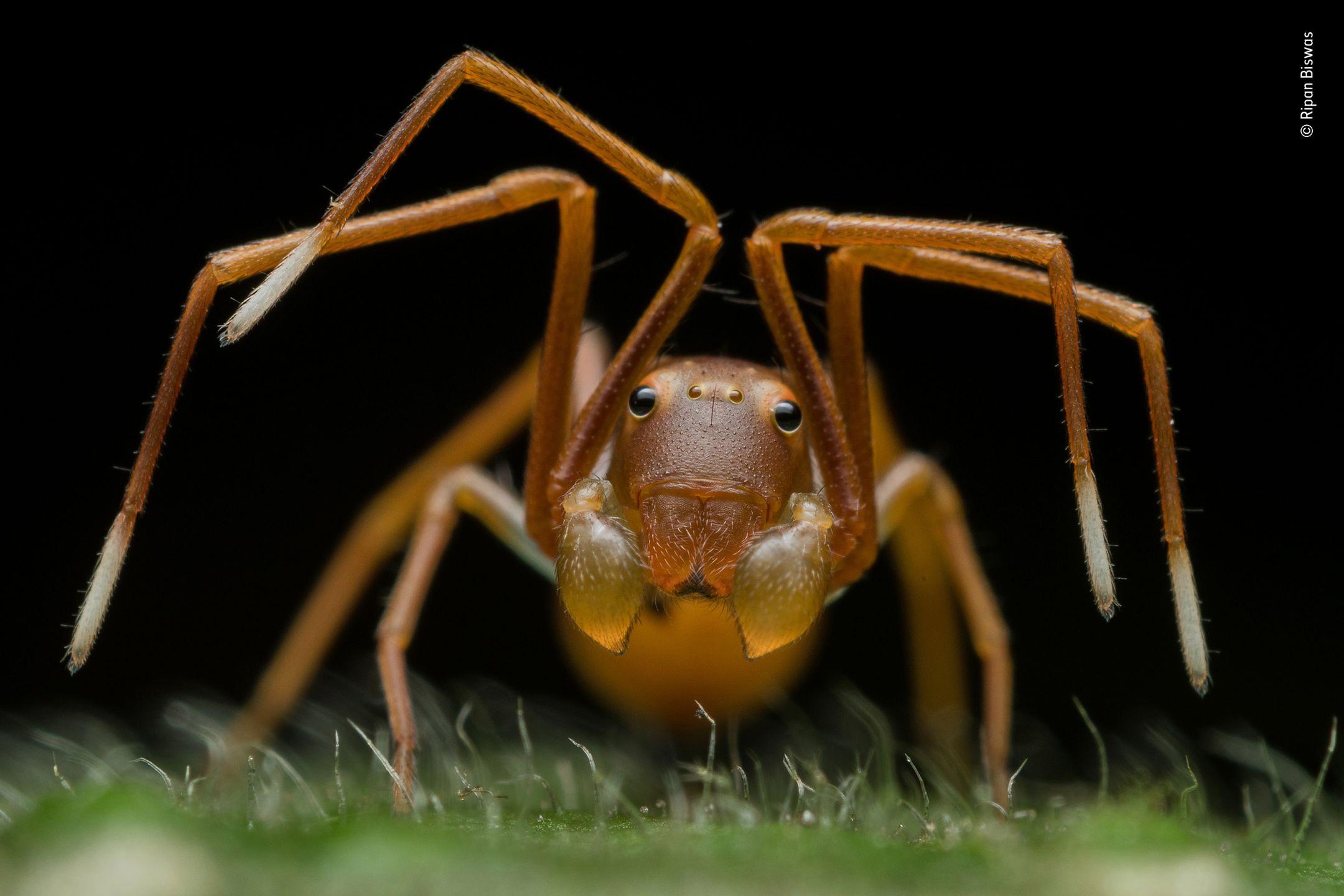 Najlepsze zdjęcia dzikiej przyrody - znamy zwycięzców Wildlife Photographer of the Year 2019 4