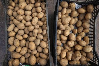 Nadprodukcja ziemniaków. Oto co się stało z cenami. Rolnicy proszą o pomoc