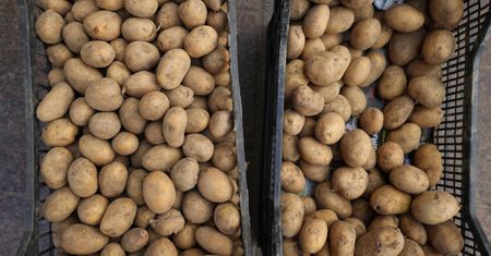 Nadprodukcja ziemniaków. Oto co się stało z cenami. Rolnicy proszą o pomoc