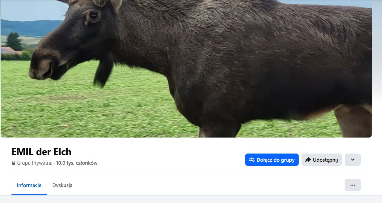 Na Facebooku powstała grupa poświęcona przygodom łosia Emila.