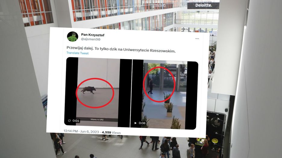 Pragnął edukacji? Dzik na Uniwersytecie Rzeszowskim
