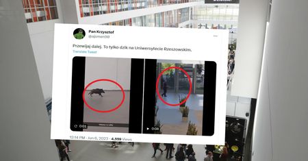 Lepiej usiądźcie. Tak dzik pędził po Uniwersytecie Rzeszowskim