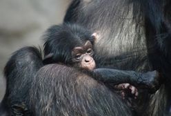 Pierwszy szympans urodzony w naszym ZOO otrzymał imię Tytus!