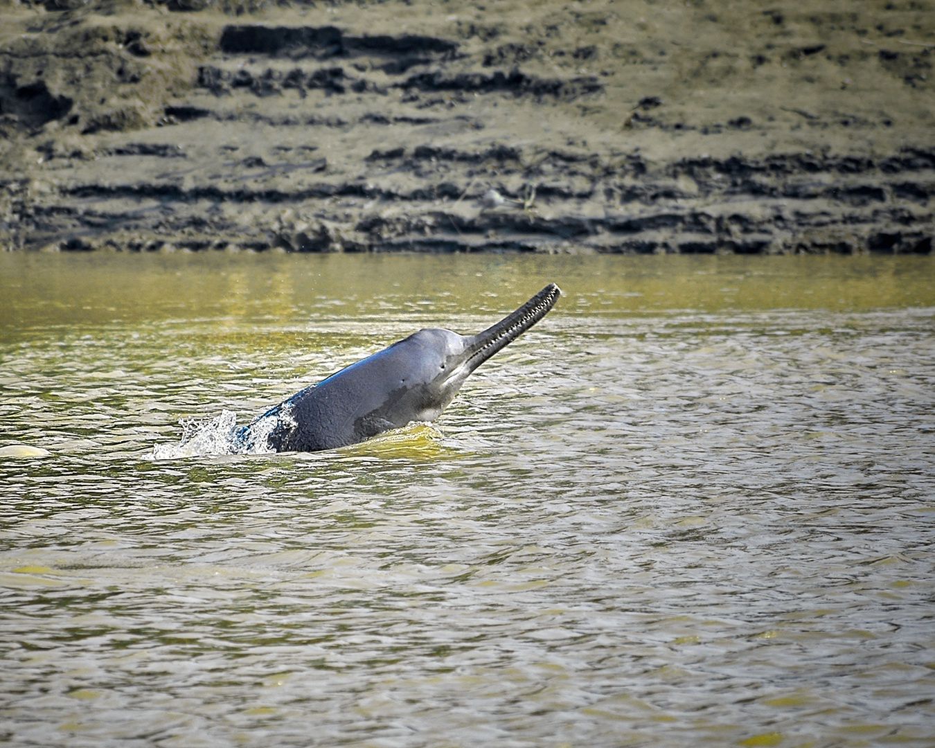 Delfin rzeczny w Gangesie
